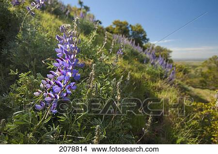 Lupine on the side of a hill; sutter buttes california united states of america View Large Photo Image Picture - Lupine on the side of a hill; sutter buttes california united states of america. Fotosearch