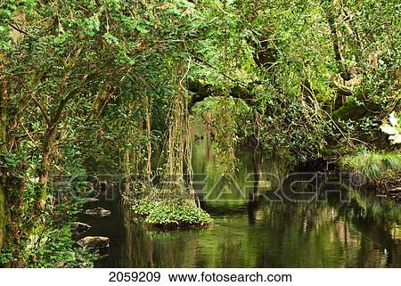 Lush Green Foliage Reflected In The Water; Ireland View Large Photo Image Stock Photo - Lush Green Foliage Reflected In The Water; Ireland. Fotosearch