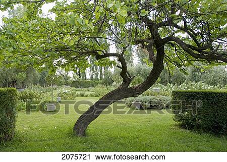 Lush Green Garden; Mendoza Argentina View Large Photo Image Stock Image - Lush Green Garden; Mendoza Argentina. Fotosearch