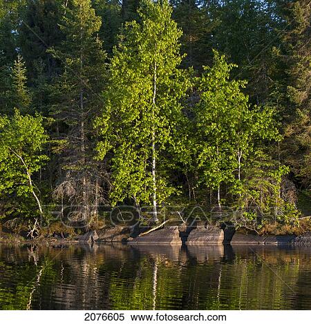 Lush green trees along the water's edge; lake of the woods ontario canada View Large Photo Image Stock Photography - Lush green trees along the water's edge; lake of the woods ontario canada. Fotosearch