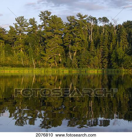 Lush green trees reflected in the water; lake of the woods ontario canada View Large Photo Image Stock Image - Lush green trees reflected in the water; lake of the woods ontario canada. Fotosearch