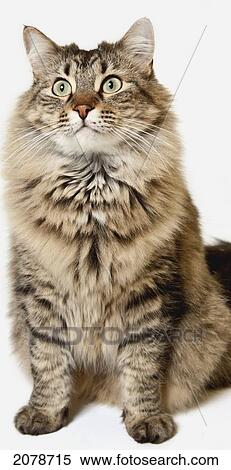 Maine coon cat; spruce grove alberta canada View Large Photo Image Stock Photography - Maine coon cat; spruce grove alberta canada. Fotosearch