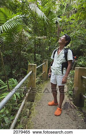 Man in the rainforest wearing a backpack; puerto rico View Large Photo Image Stock Photography - Man in the rainforest wearing a backpack; puerto rico. Fotosearch