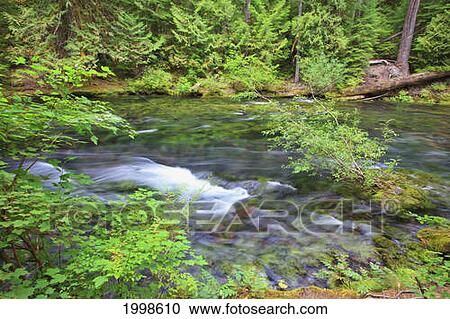 Mckenzie River In Willamette National Forest; Oregon United States Of America View Large Photo Image Stock Image - Mckenzie River In Willamette National Forest; Oregon United States Of America. Fotosearch