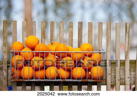 Miniature Pumpkins In Basket On Fence; Everson Washington United States Of America View Large Photo Image Stock Image - Miniature Pumpkins In Basket On Fence; Everson Washington United States Of America. Fotosearch