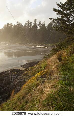 Mist And Fog Form Over The Beach At Incinerator Rock Area Of Long Beach In Pacific Rim National Park Near Tofino; British Columbia Canada View Large Photo Image Stock Photo - Mist And Fog Form Over The Beach At Incinerator Rock Area Of Long Beach In Pacific Rim National Park Near Tofino; British Columbia Canada. Fotosearch