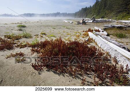 Stock Photo - Mist And Fog Forms Over Long Beach In Pacific Rim National Park Near Tofino; British Columbia Canada. Fotosearch