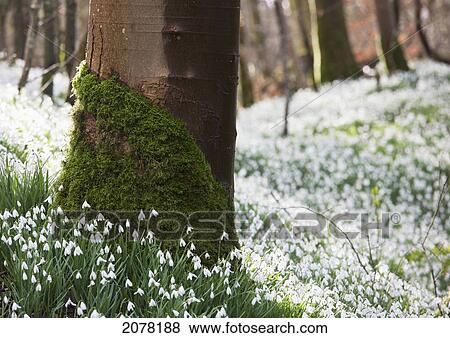 Moss and white wildflowers growing in a forest; gatehouse of fleet dumfries scotland View Large Photo Image Stock Photo - Moss and white wildflowers growing in a forest; gatehouse of fleet dumfries scotland. Fotosearch
