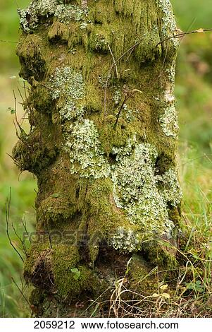 Stock Image - Moss Growing On A Tree Trunk; Ireland. Fotosearch