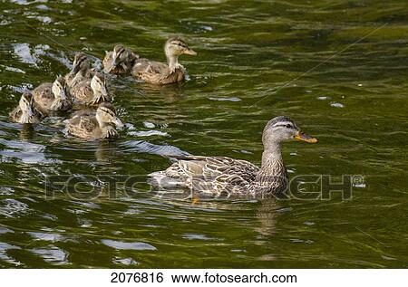 Mother duck and her duckings swimming together; lake of the woods ontario canada View Large Photo Image Stock Photograph - Mother duck and her duckings swimming together; lake of the woods ontario canada. Fotosearch