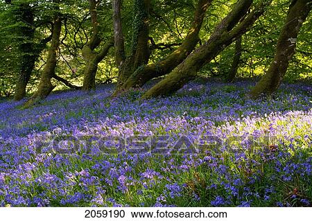 Mount Congreve Gardens; County Waterford Ireland View Large Photo Image Stock Image - Mount Congreve Gardens; County Waterford Ireland. Fotosearch