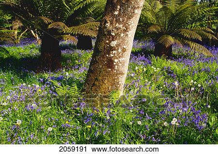 Mount Congreve Gardens; County Waterford Ireland View Large Photo Image Stock Image - Mount Congreve Gardens; County Waterford Ireland. Fotosearch