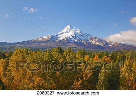 Mount Hood And Autumn Colours In Hood River Valley; Oregon United States Of America View Large Photo Image Stock Photo - Mount Hood And Autumn Colours In Hood River Valley; Oregon United States Of America. Fotosearch