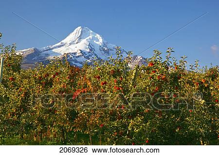 Mount Hood And Autumn Colours In Hood River Valley; Oregon United States Of America View Large Photo Image Stock Photograph - Mount Hood And Autumn Colours In Hood River Valley; Oregon United States Of America. Fotosearch
