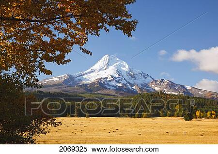 Mount Hood And Autumn Colours In Hood River Valley; Oregon United States Of America View Large Photo Image Stock Photography - Mount Hood And Autumn Colours In Hood River Valley; Oregon United States Of America. Fotosearch