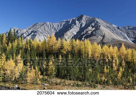 Mountain Meadow In The Fall With Golden Larch Trees And Mountain In The Distance With Blue Sky; Alberta Canada View Large Photo Image Picture - Mountain Meadow In The Fall With Golden Larch Trees And Mountain In The Distance With Blue Sky; Alberta Canada. Fotosearch