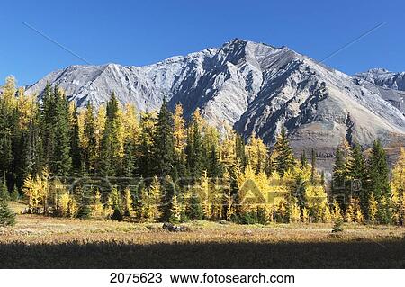Mountain Meadow In The Fall With Golden Larch Trees And Mountain In The Distance With Blue Sky; Alberta Canada View Large Photo Image Stock Image - Mountain Meadow In The Fall With Golden Larch Trees And Mountain In The Distance With Blue Sky; Alberta Canada. Fotosearch