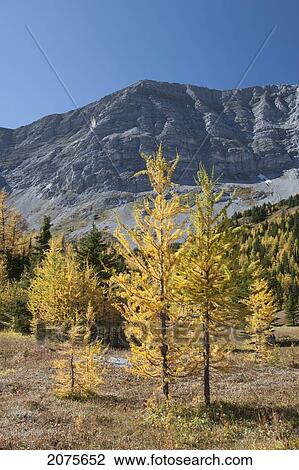 Stock Image - Mountain Meadow In The Fall With Golden Larch Trees And Mountain In The Distance With Blue Sky; Alberta Canada. Fotosearch