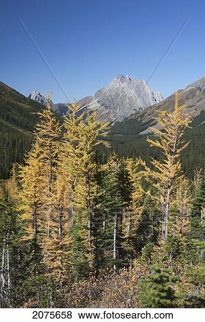 Stock Photo - Mountain Meadow In The Fall With Golden Larch Trees A Mountain And Valley In The Distance With Blue Sky; Alberta Canada. Fotosearch