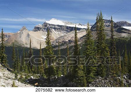 Mountain Range With Snow And Blue Sky With Trees In The Foreground; Field British Columbia Canada View Large Photo Image Stock Image - Mountain Range With Snow And Blue Sky With Trees In The Foreground; Field British Columbia Canada. Fotosearch
