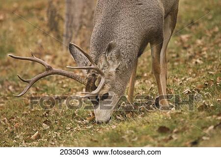 Mule Deer Buck Grazing On The Grass; Calgary Alberta Canada View Large Photo Image Stock Image - Mule Deer Buck Grazing On The Grass; Calgary Alberta Canada. Fotosearch