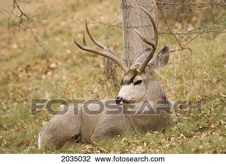 Stock Image - Mule Deer Buck Laying On The Grass; Calgary Alberta Canada. Fotosearch
