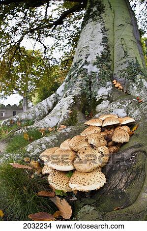 Mushrooms Growing At The Base Of A Tree; Scottish Borders Scotland View Large Photo Image Picture - Mushrooms Growing At The Base Of A Tree; Scottish Borders Scotland. Fotosearch