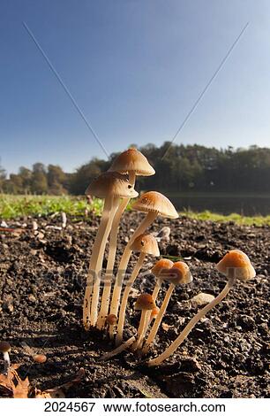Mushrooms Growing Out Of The Soil; North Yorkshire England View Large Photo Image Stock Photo - Mushrooms Growing Out Of The Soil; North Yorkshire England. Fotosearch