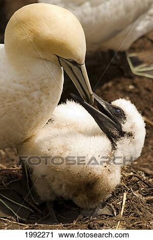 Northern Gannet (Morus Bassanus) Feeding A Chick; Perce Quebec Canada View Large Photo Image Stock Image - Northern Gannet (Morus Bassanus) Feeding A Chick; Perce Quebec Canada. Fotosearch