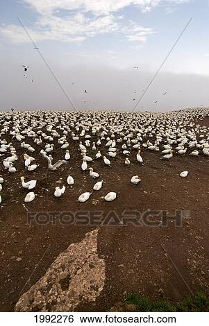 Stock Photograph - Northern Gannet (Morus Bassanus) Colony; Perce Quebec Canada. Fotosearch
