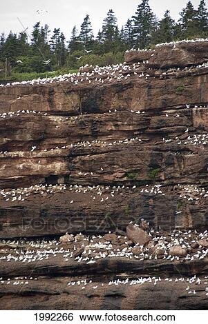 Stock Photograph - Northern Gannets (Morus Bassanus) On A Cliff; Perce Quebec Canada. Fotosearch