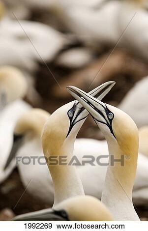 Stock Photo - Northern Gannets (Morus Bassanus) Rubbing Beaks; Perce Quebec Canada. Fotosearch
