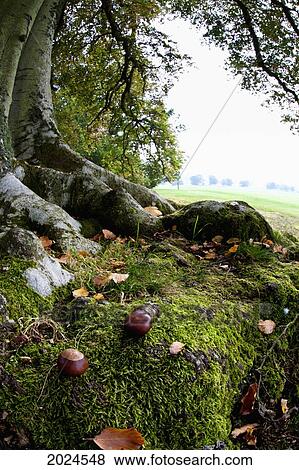 Stock Photo - Nuts And Fallen Leaves At The Foot Of A Tree; Scottish Borders Scotland. Fotosearch