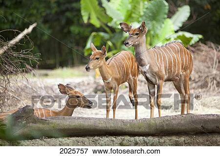 Stock Photo - Nyala Antelope (Nyala Angasii) At The Singapore Zoo; Singapore. Fotosearch
