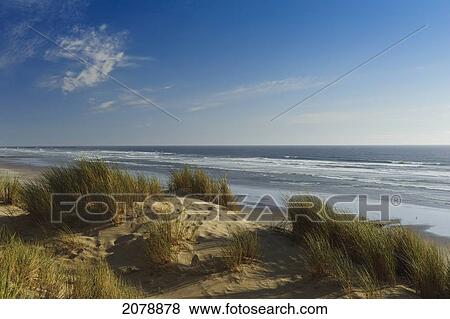 Nye beach; newport oregon united states of america View Large Photo Image Stock Photo - Nye beach; newport oregon united states of america. Fotosearch