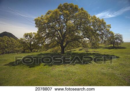Oak tree among trees and hills; sutter buttes california united states of america View Large Photo Image Stock Photo - Oak tree among trees and hills; sutter buttes california united states of america. Fotosearch