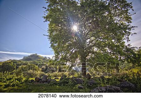 Oak tree with light from behind; sutter california united states of america View Large Photo Image Stock Image - Oak tree with light from behind; sutter california united states of america. Fotosearch