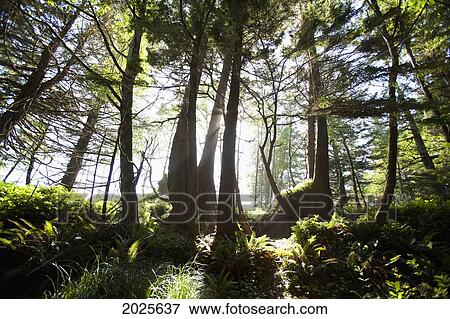Old Growth Trees Backlit By The Sun Along The Path To Florencia Bay In Pacific Rim National Park Near Tofino; British Columbia Canada View Large Photo Image Stock Photo - Old Growth Trees Backlit By The Sun Along The Path To Florencia Bay In Pacific Rim National Park Near Tofino; British Columbia Canada. Fotosearch