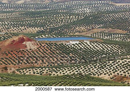Olive Groves; Mancha Real Jaen Province Spain View Large Photo Image Stock Photo - Olive Groves; Mancha Real Jaen Province Spain. Fotosearch