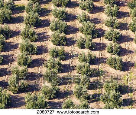 Olive groves near burunchel cazorla natural park; segura y las villas jaen province andalusia spain View Large Photo Image Stock Photo - Olive groves near burunchel cazorla natural park; segura y las villas jaen province andalusia spain. Fotosearch