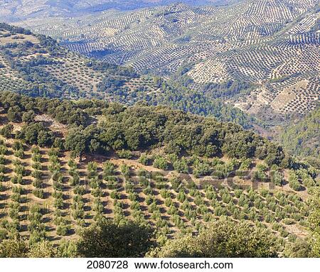Olive groves near burunchel cazorla natural park; segura y las villas jaen province andalusia spain View Large Photo Image Stock Photo - Olive groves near burunchel cazorla natural park; segura y las villas jaen province andalusia spain. Fotosearch