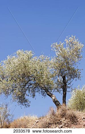 Olive Tree; Montoro Cordoba Province Andalusia Spain View Large Photo Image Stock Photo - Olive Tree; Montoro Cordoba Province Andalusia Spain. Fotosearch