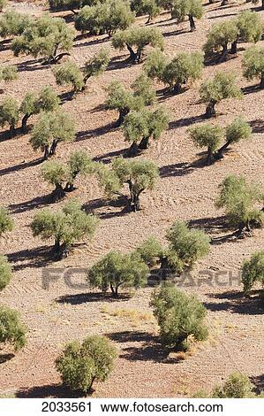 Stock Image - Olive Trees; Montoro Cordoba Province Andalusia Spain. Fotosearch
