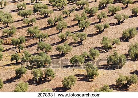 Olive trees; montoro cordoba province andalusia spain View Large Photo Image Stock Image - Olive trees; montoro cordoba province andalusia spain. Fotosearch