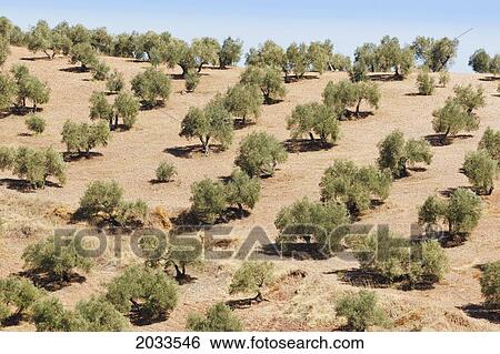 Olive Trees; Montoro Cordoba Province Andalusia Spain View Large Photo Image Stock Photograph - Olive Trees; Montoro Cordoba Province Andalusia Spain. Fotosearch