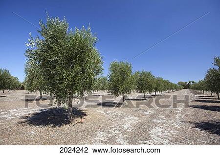 Olive Trees Near Dunsborough; Western Australia Australia View Large Photo Image Stock Image - Olive Trees Near Dunsborough; Western Australia Australia. Fotosearch