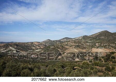 Stock Image - Olive trees near olvera; andalusia spain. Fotosearch