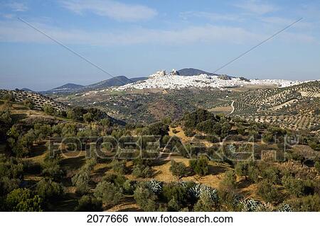 Olive trees near olvera; andalusia spain View Large Photo Image Stock Photograph - Olive trees near olvera; andalusia spain. Fotosearch