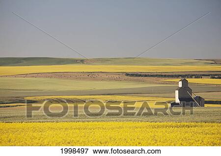 Stock Photo - One Old Wooden Grain Elevator At Sunrise With Flowering Canola Fields In The Foreground And Background; Mosleigh Alberta Canada. Fotosearch