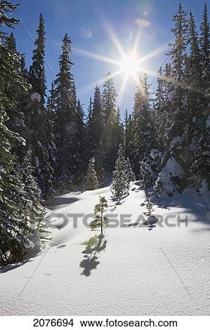 Opening in a snow covered forest with evergreen trees and sunburst with blue sky; lake louise alberta canada View Large Photo Image Picture - Opening in a snow covered forest with evergreen trees and sunburst with blue sky; lake louise alberta canada. Fotosearch
